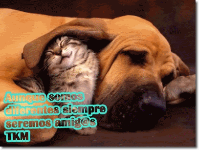 AMIGOS.gif image by Lu_weasley